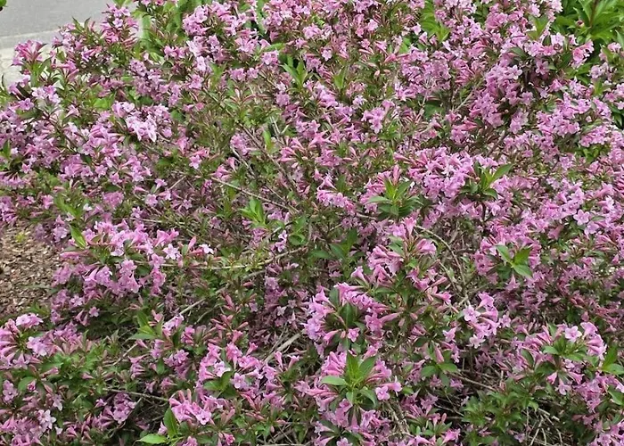 Korn Am Baerensteig * Bruchweiler-Barenbach